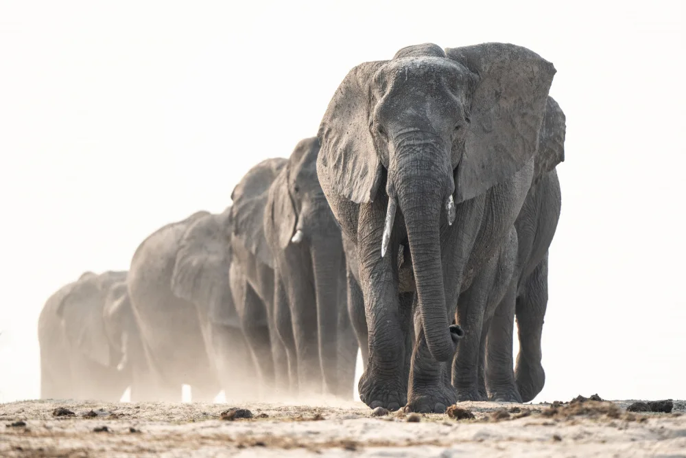 Steenkamp, Etienne: marcha de los gigantes