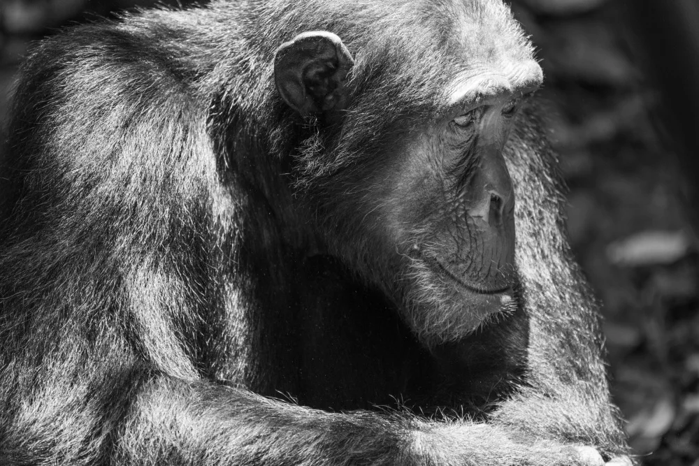 Steenkamp, Etienne: Pensamiento profundo