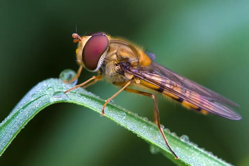 Dam, Thomas: Mosca di marmellata