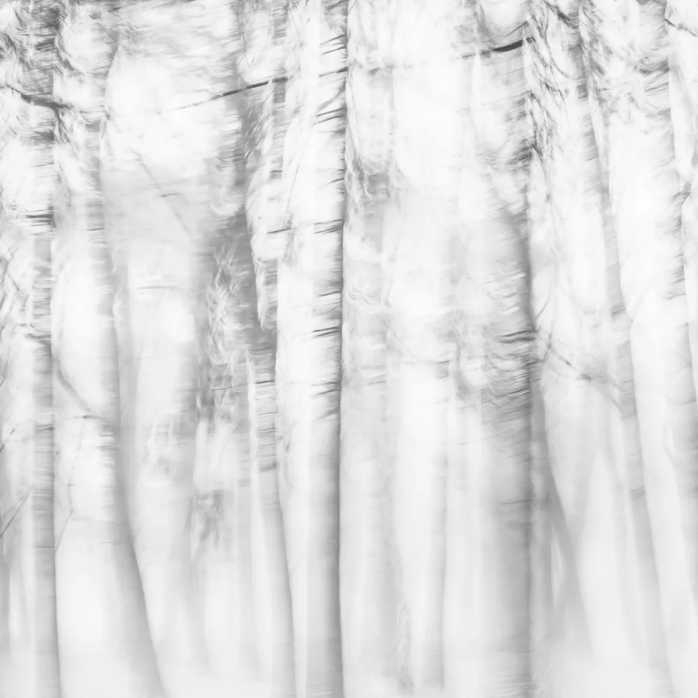 Imaginative: Forêt poétique