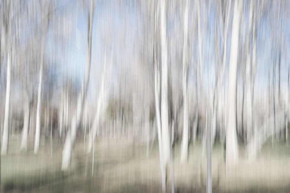 Imaginative: Moving birch trees