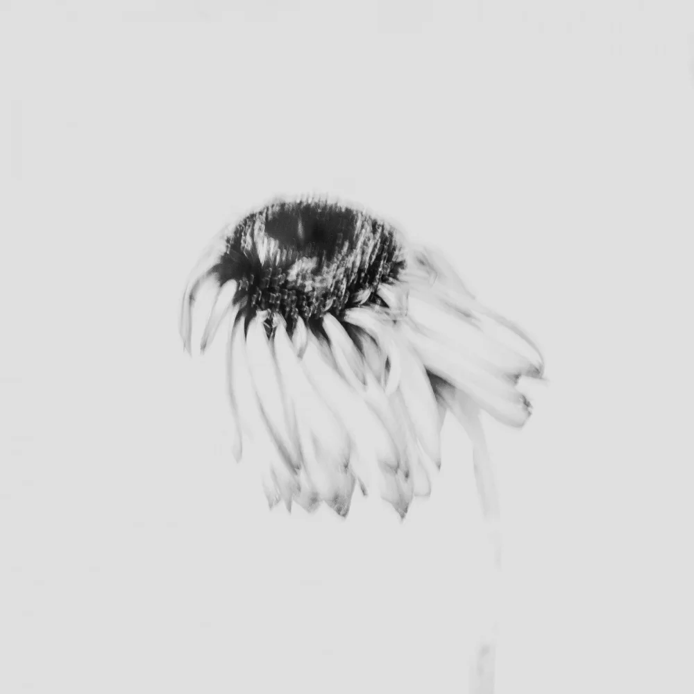 Imaginative: Fleur maussade