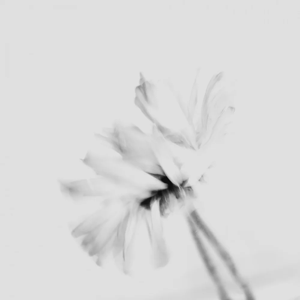 Imaginative: Fleur maussade 2