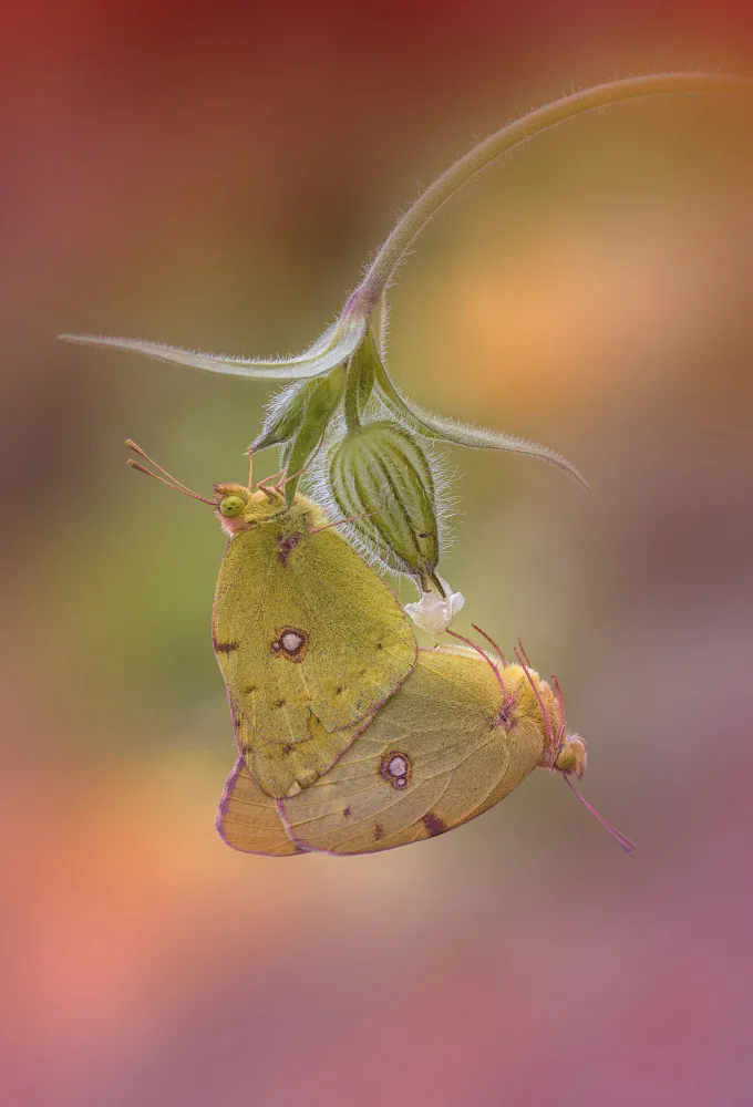 Daminelli, Fabrizio: Colias croceus - Paarung