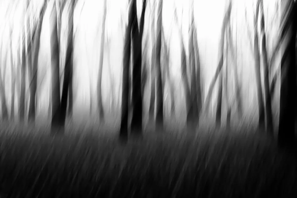 Imaginative: Arbres dansants dans le brouillard