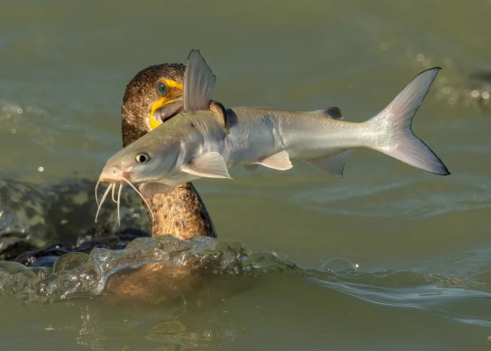 Wang, Victor: Posso ingoiare questo pesce gigante?