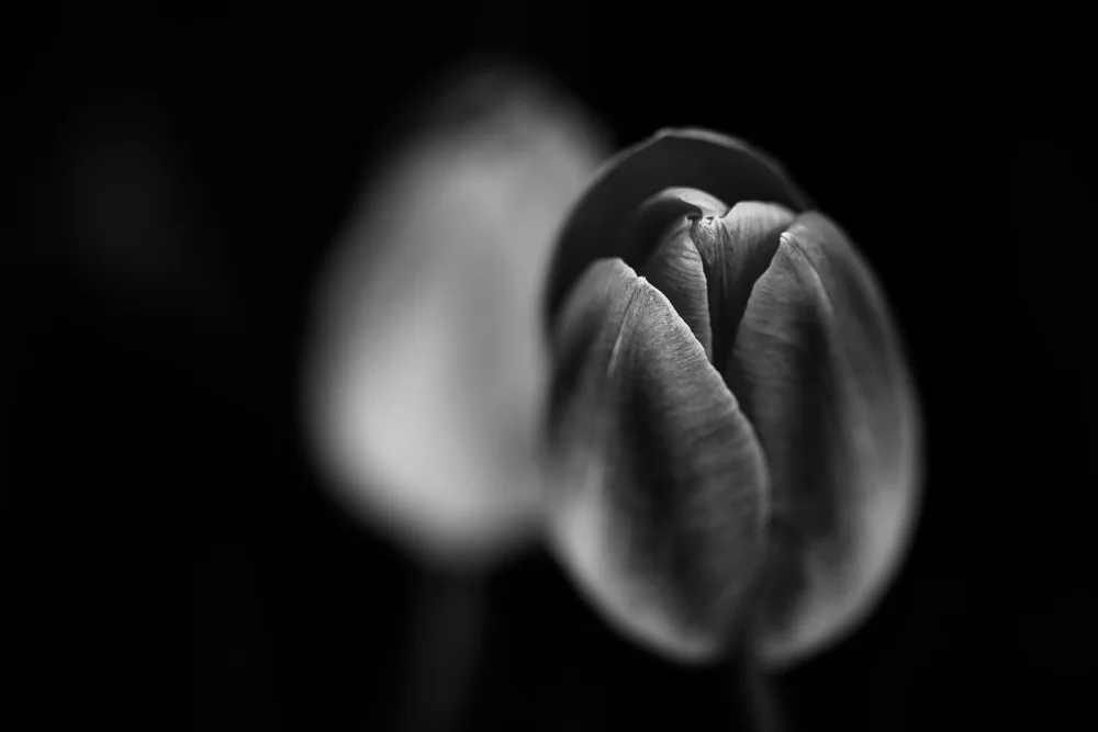 Aliace/uesan: Tulipani freddi