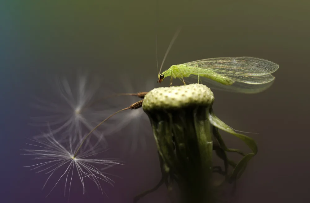 Summer2016: Crisopidae