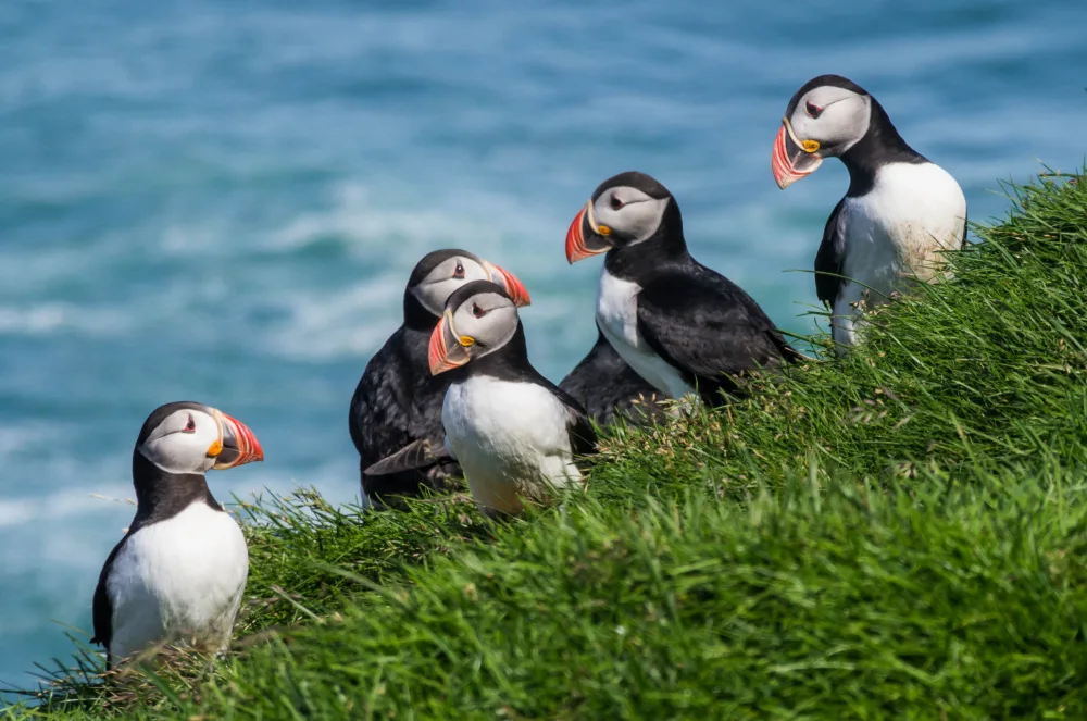 Raif, Joshua: Atlantic puffins