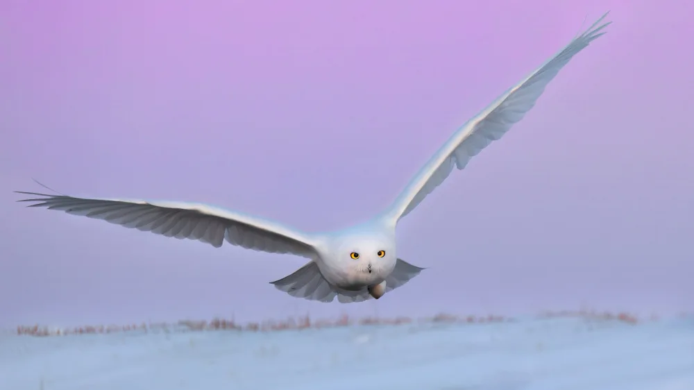 Zuo, Jun: Harfang des neiges à Flignt