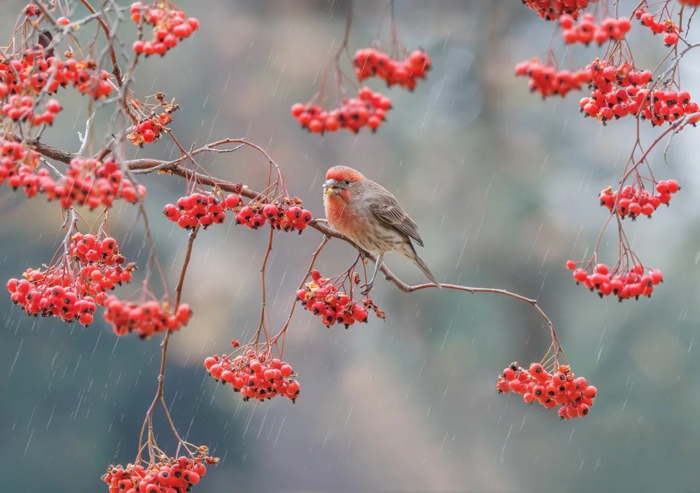 Qiu, Jenny: Fringillide domestico su un albero di bacche rosse