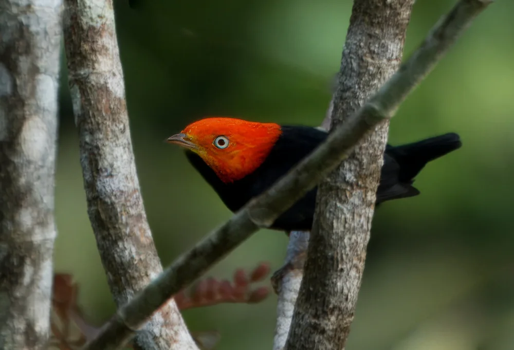 Qiao, Bin: Manakin à tête rouge