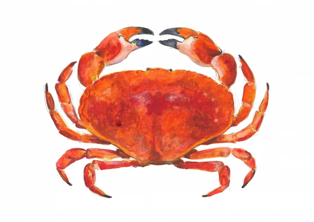 Brent, Isabelle: Akvarel krab