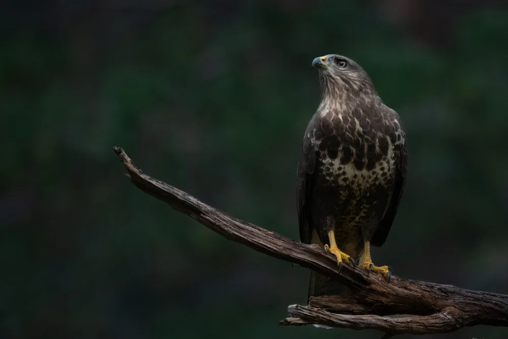 Lennartsson, Johan: Bussard