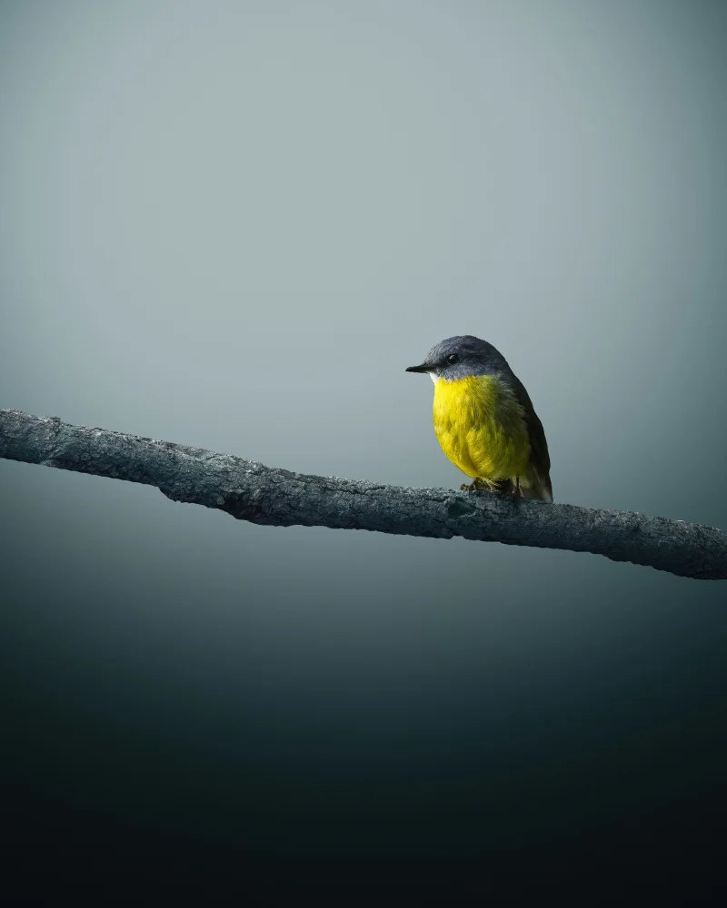 TaranSohal: petirrojo amarillo