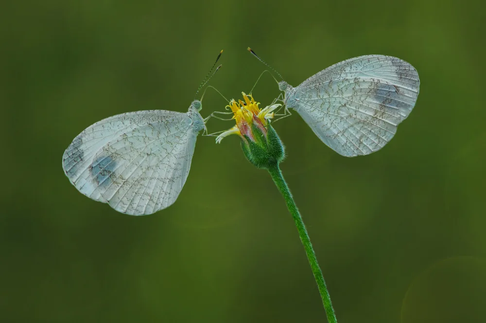 Pamungkas, Edy: Gemello