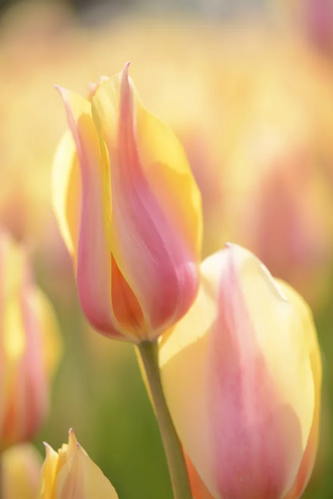 Kobakçi, Ervin: Tulpe