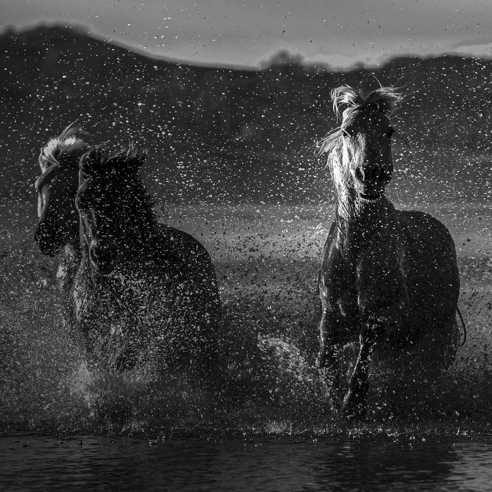 UU: 奔马 cavallo al galoppo