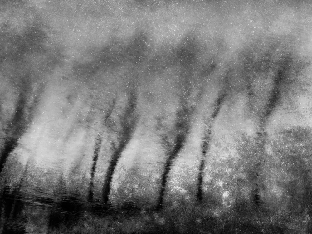 Imaginative: Arbres dansants dans l'eau