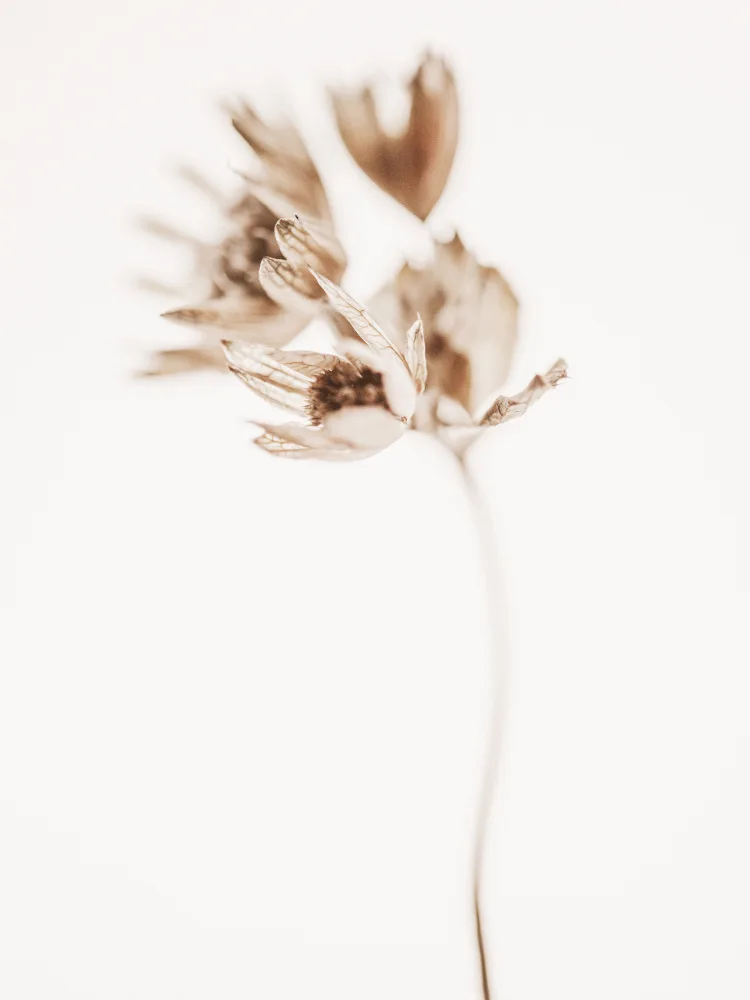 Izzard, Magda: Delicate Plant II
