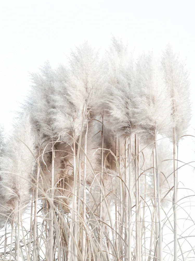 Izzard, Magda: Pampas Grass II