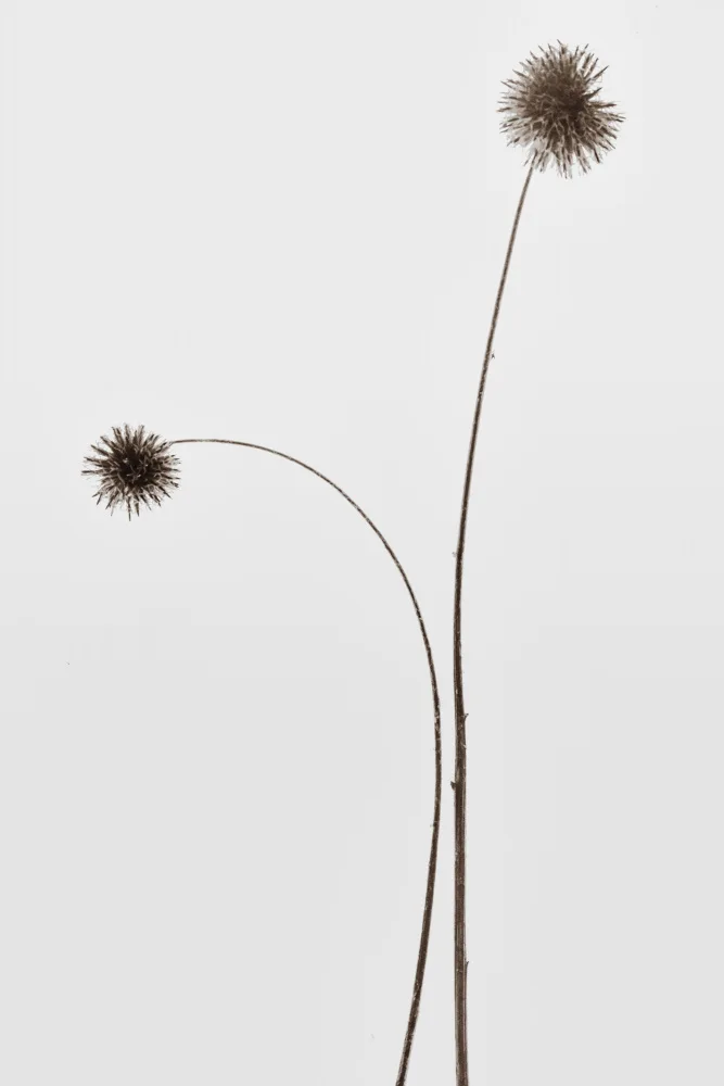 Izzard, Magda: Botany