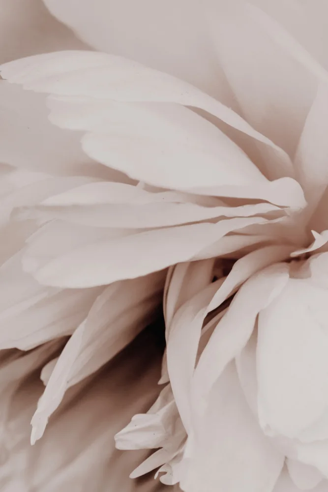 Izzard, Magda: Peony