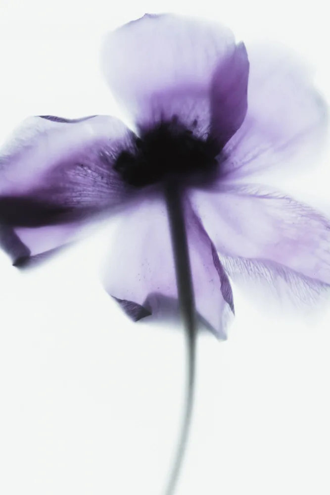 Izzard, Magda: Purple Poppy