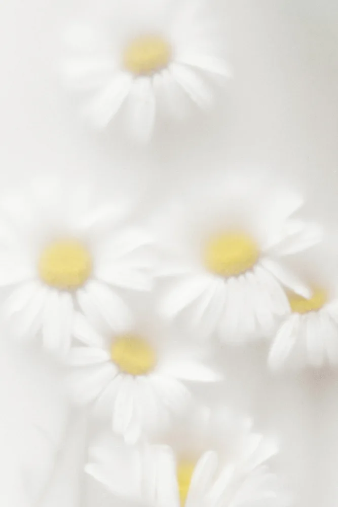 Izzard, Magda: Daisies