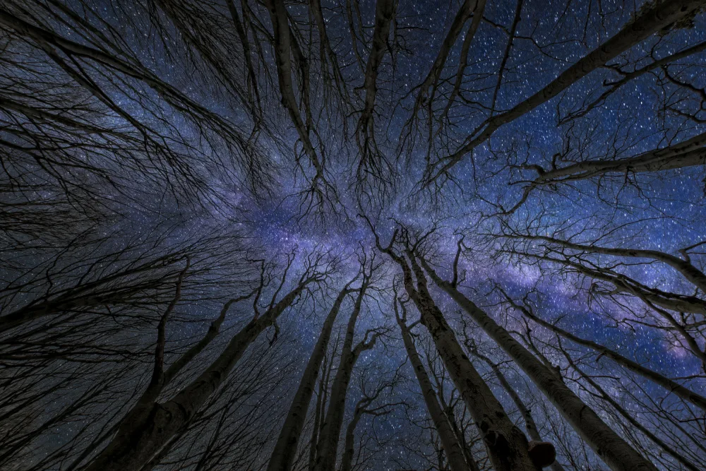 BALANTIC, PETER: ENCHANTED FOREST