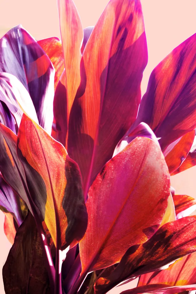 Bardot, Gemma: Feuilles fuchsia I