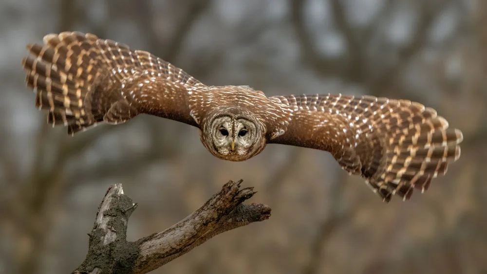 Xu, Jian: Barred owl hunting