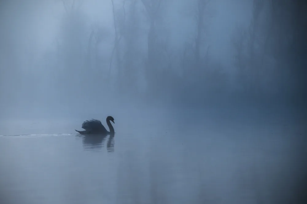 Tseng, Judy: mattina nebbiosa
