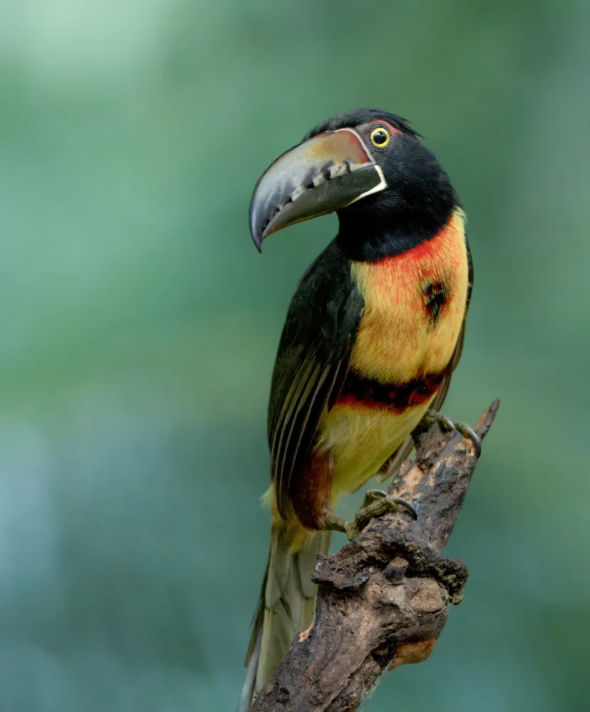 Qiao, Bin: Aracari à collier