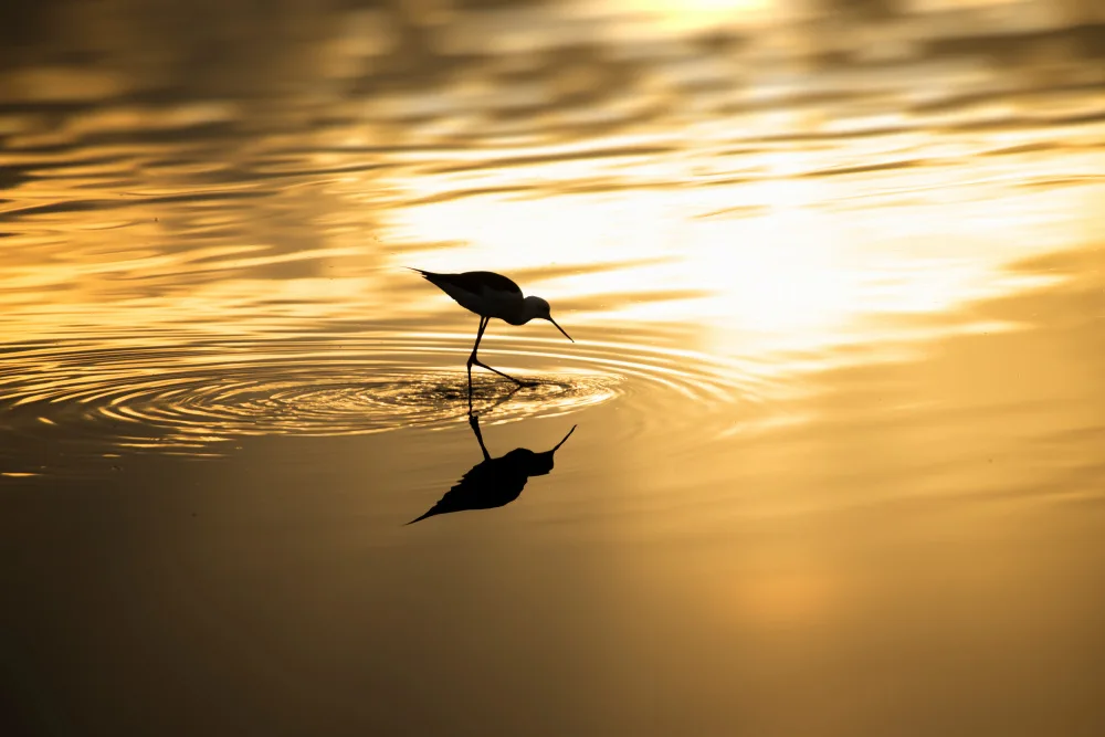 Moshe, Mallal: Golden sunrise