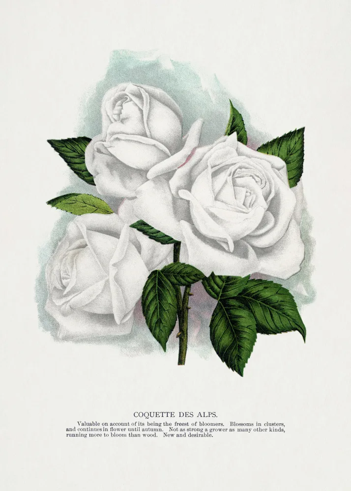 Rochester, Specimen Botanical: Weiße Rose,Coquette Des Alps Lithographie