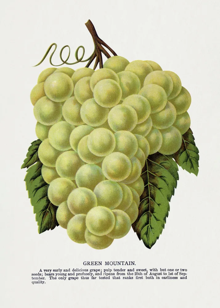 Rochester, Specimen Botanical: Lithographie de raisin de montagne verte