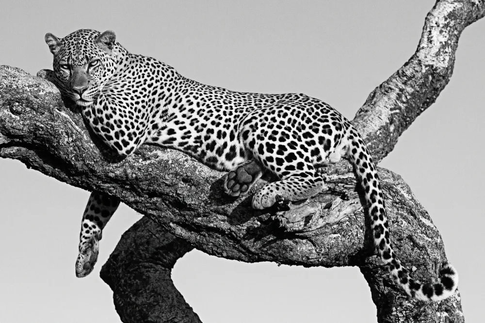 Allen-Rowlandson, Emma: Leopardo in giro
