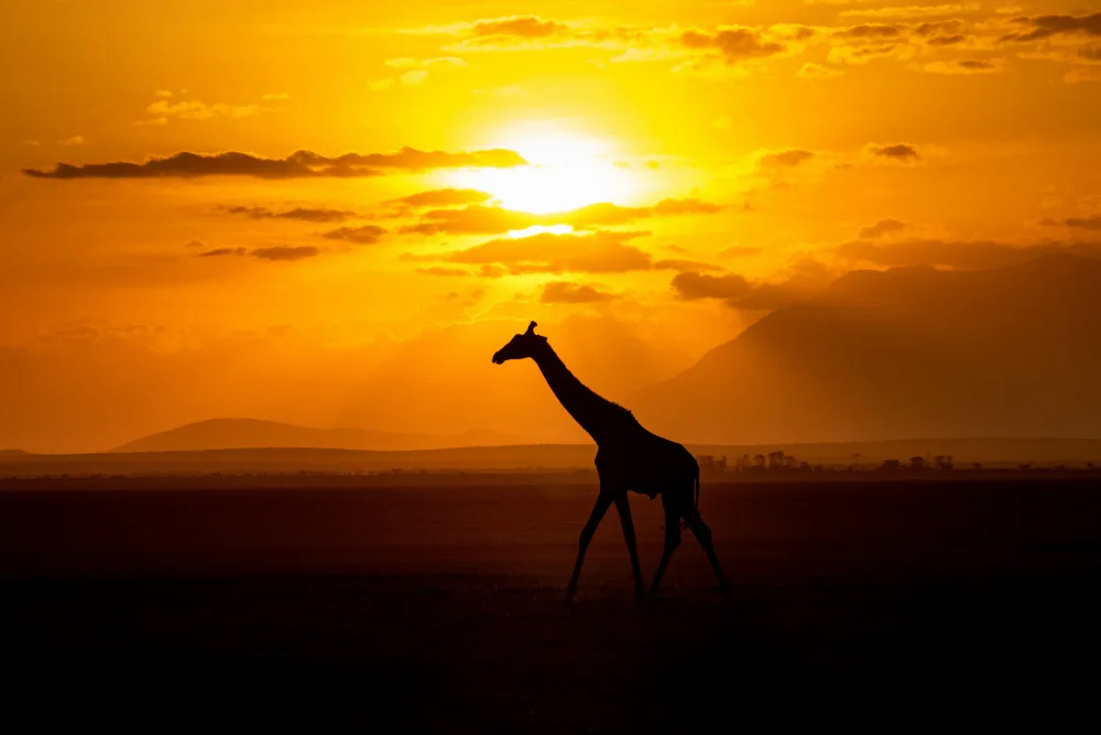 Allen-Rowlandson, Emma: Giraffa graziosa al tramonto