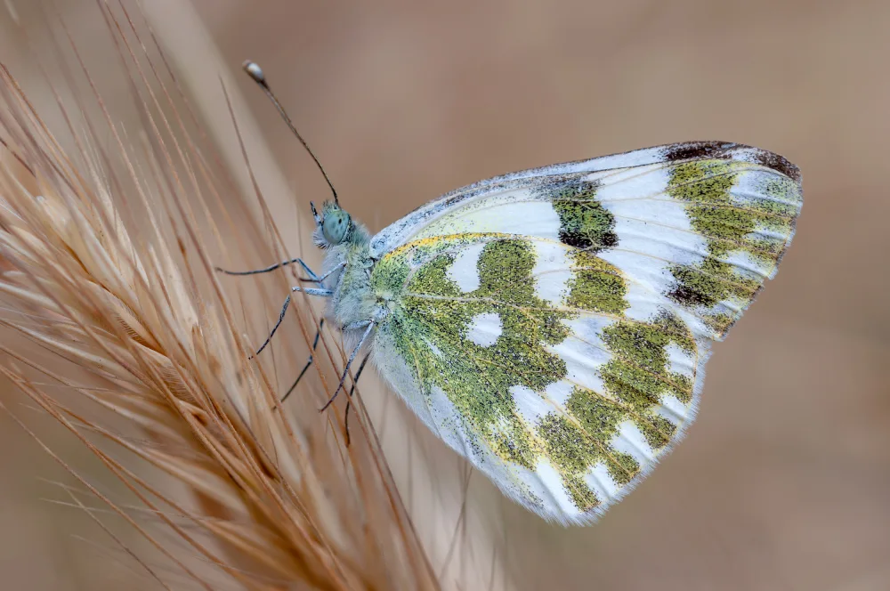 Rezaeian, Ali: Pontia Edusa