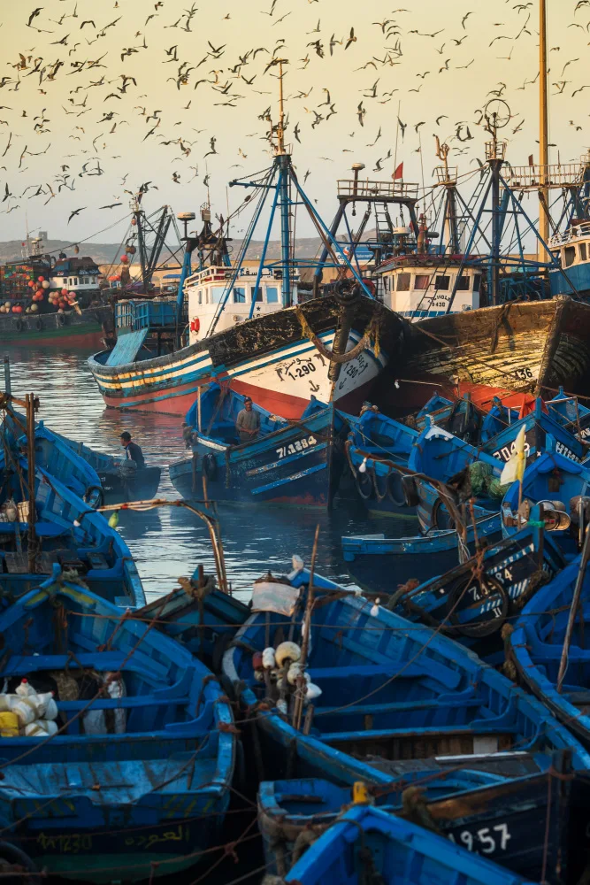 Mirica, Dan: Porto colorato
