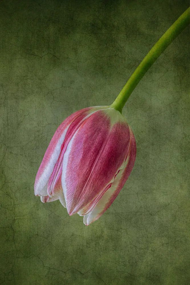 Zhang, Lisa: Leuchtend rote Tulpe