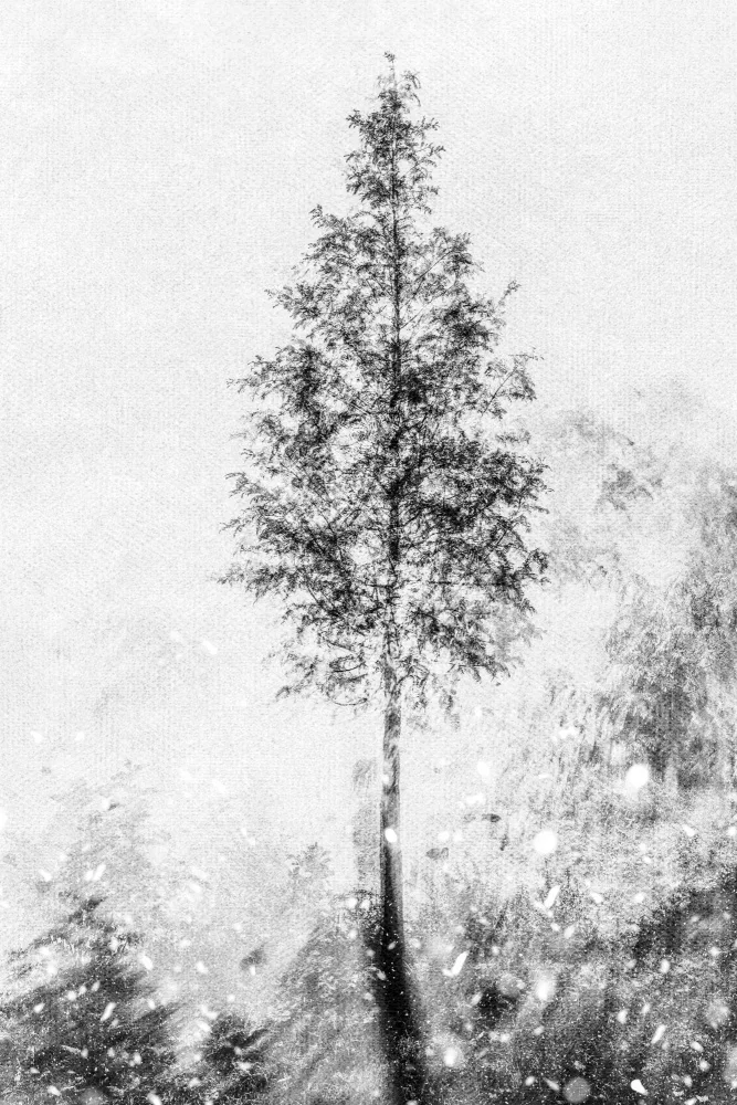 Imaginative: Tissé rêves naturels noir & blanc
