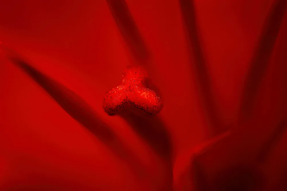 Meligy, Bassant: Macro Fiore