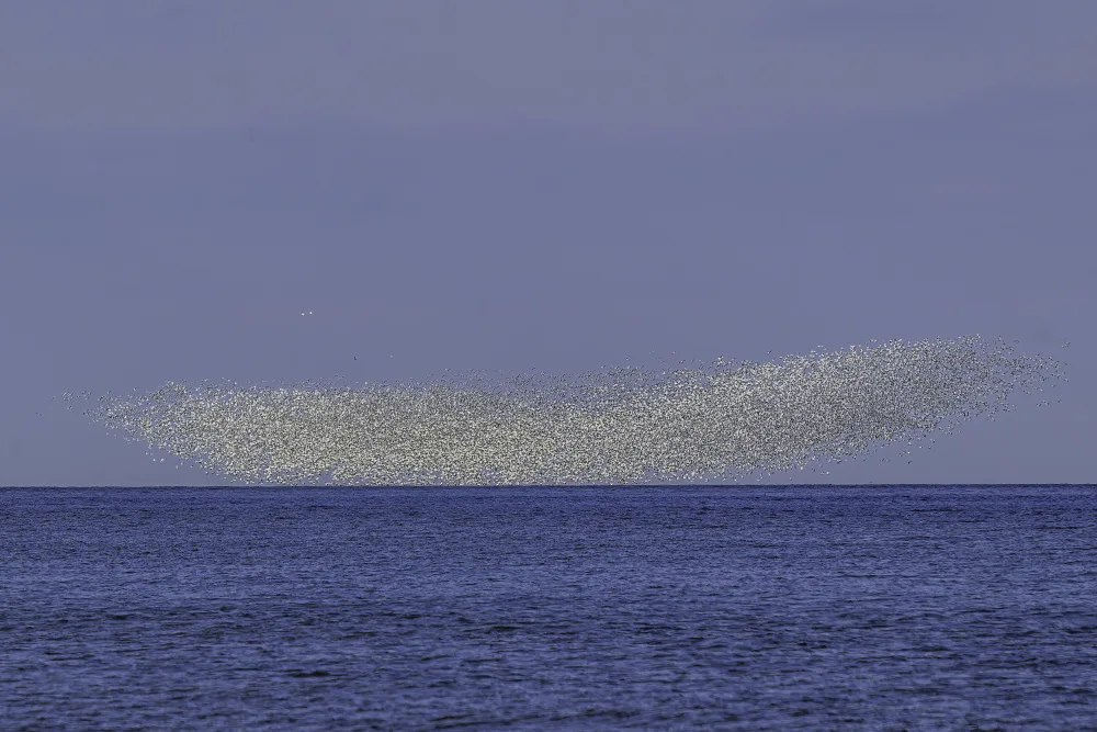 Keiger, Dale: Murmuration of Gagglers