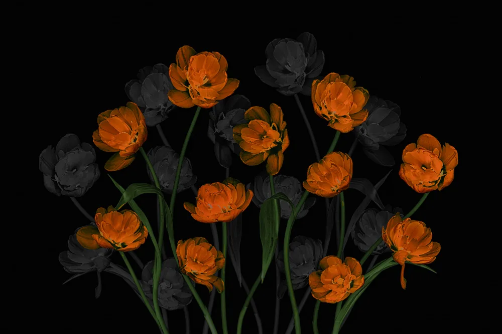 Jacobs, Lydia: Agraciados tulipanes naranjas