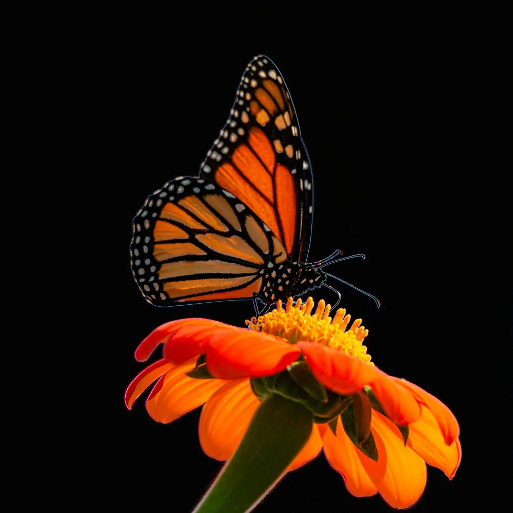 PAULAUSKAS, PETRAS: Papillon III