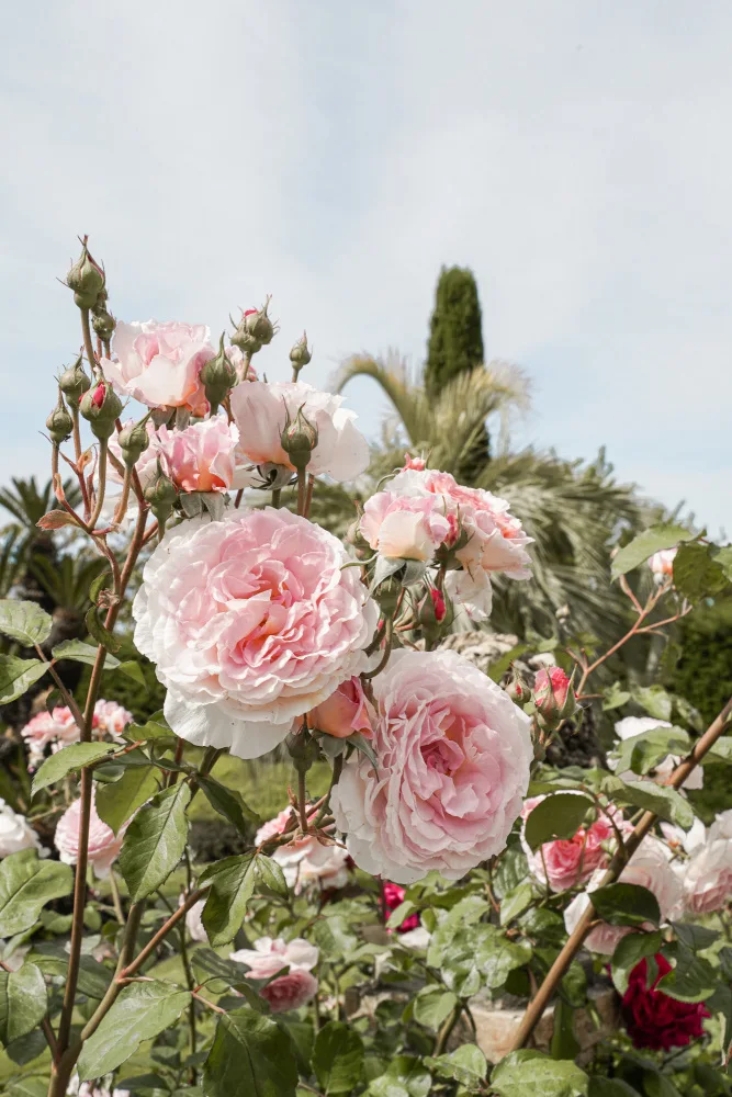 Schenk, Henrike: Rose da giardino