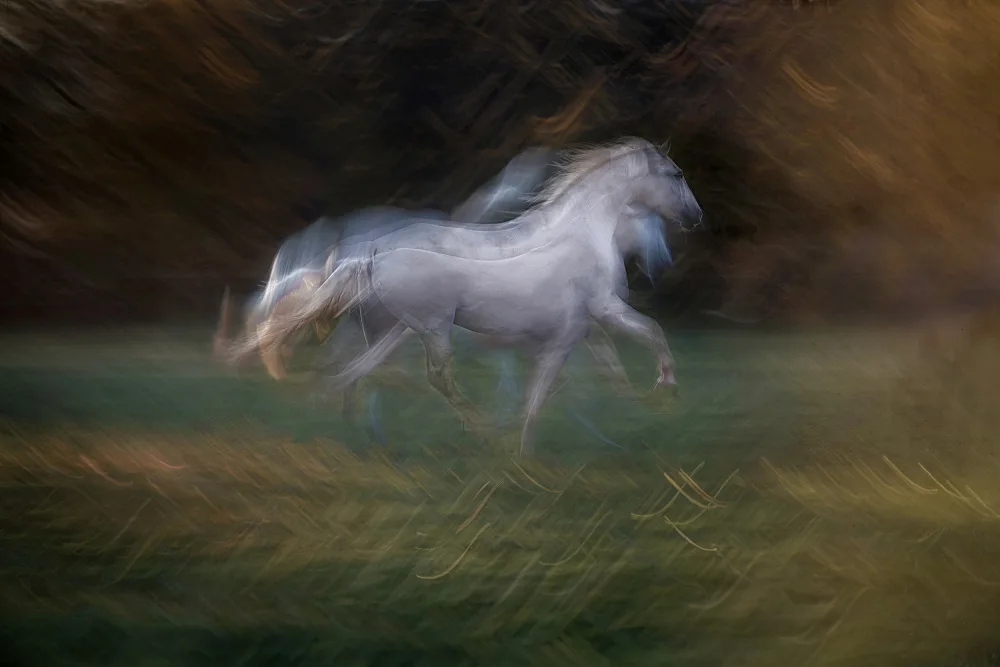 Malovrh, Milan: Lipizzaner