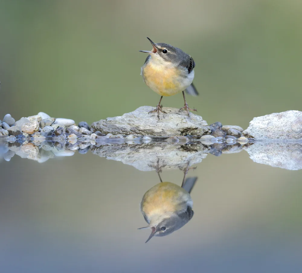 Barisone, Marco: Der Gesang der Ballerina Gialla